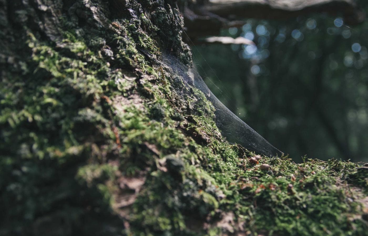 [piKKto 식탁 노트] 알러지 표시가 많은 날, 된장두부채소죽으로 저녁 균형 맞추기 대표 이미지