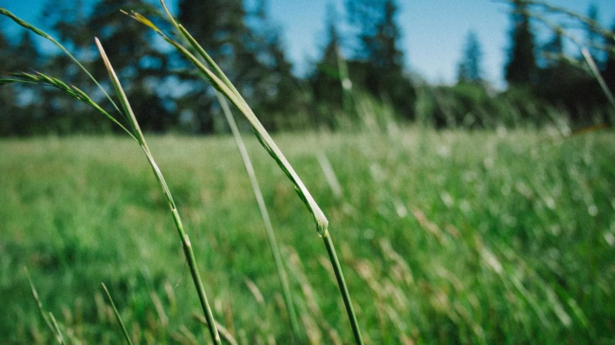 정화여자고등학교 급식 브리핑: 3월 23일 메뉴와 알레르기 정보, 저녁 추천까지 대표 이미지
